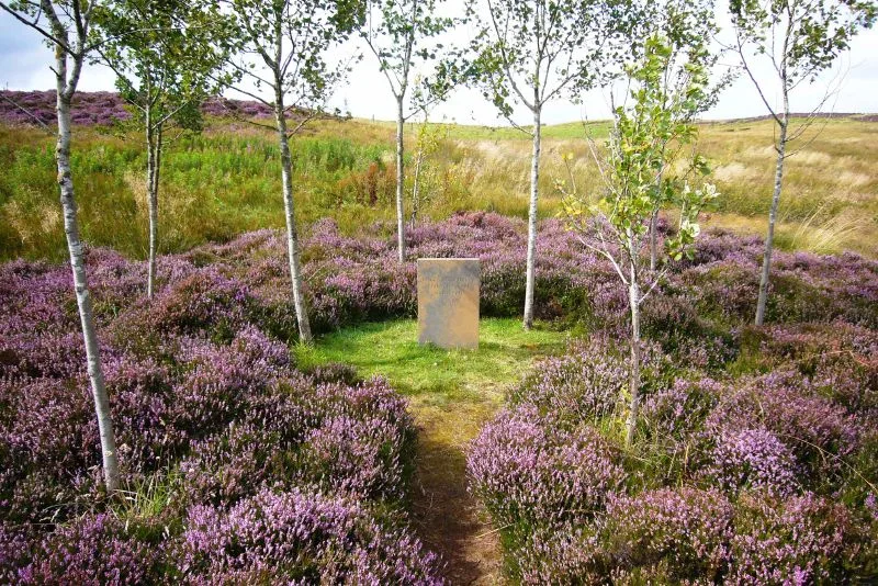 Little Sparta Grove above Lochan Eck