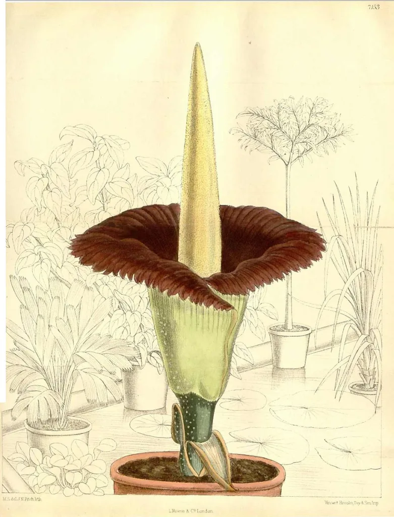 Amorphophallus titanum Matilda Smith