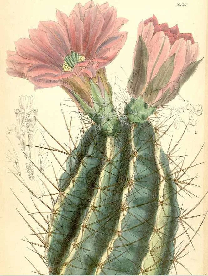 CaptureEchinocereusfendleriMSmith