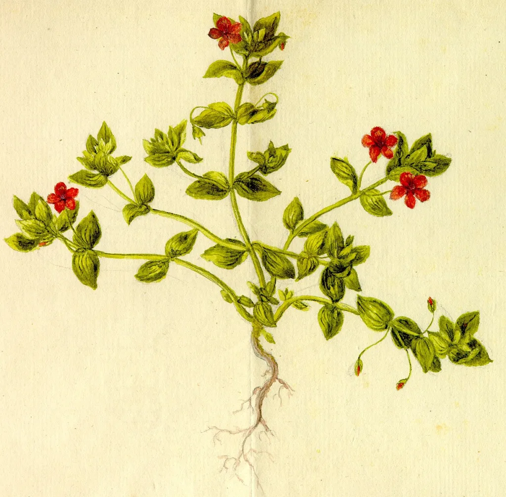 Doerrien Anagallis arvensis