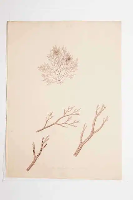 Ellen Hutchins Watercolour Drawing of seaweed labelled Hutchensia nigrescens Image courtesy of Museums Sheffield.jpg