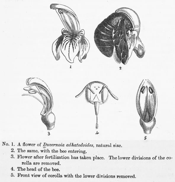 Mary Elizabeth Barber On the fertilisation and dissemination of Duvernoia adhatodoides.ppm