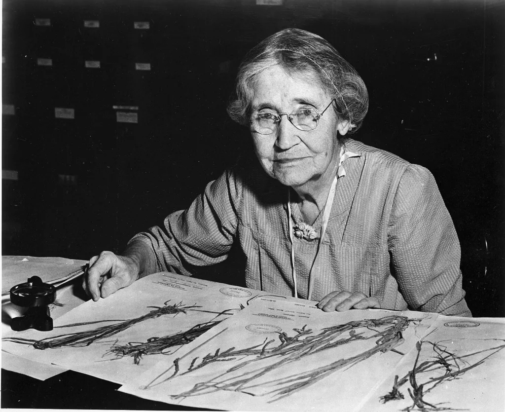 Mary Agnes Chase 1869 1963 sitting at desk with specimens