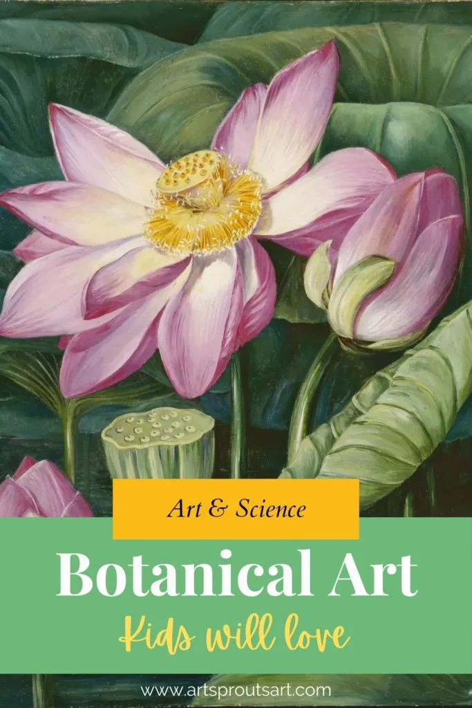 Beautiful botanical illustration of a pink lotus flower, showcasing botanical art by women. Discover the history of female botanical illustrators and how their work influenced Victorian botanical illustration. Learn more at ArtSproutsArt.com