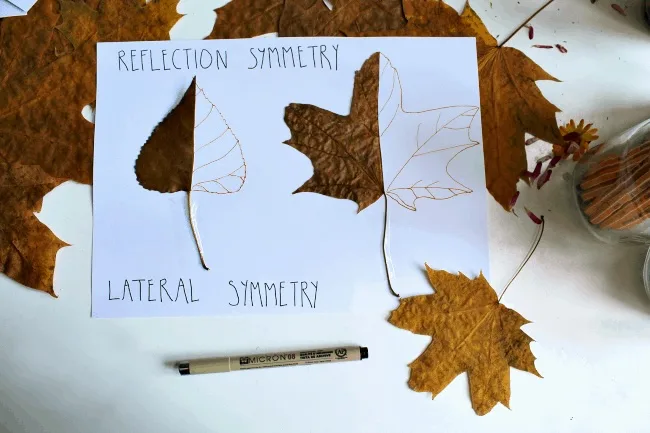 leaf symmetry lesson