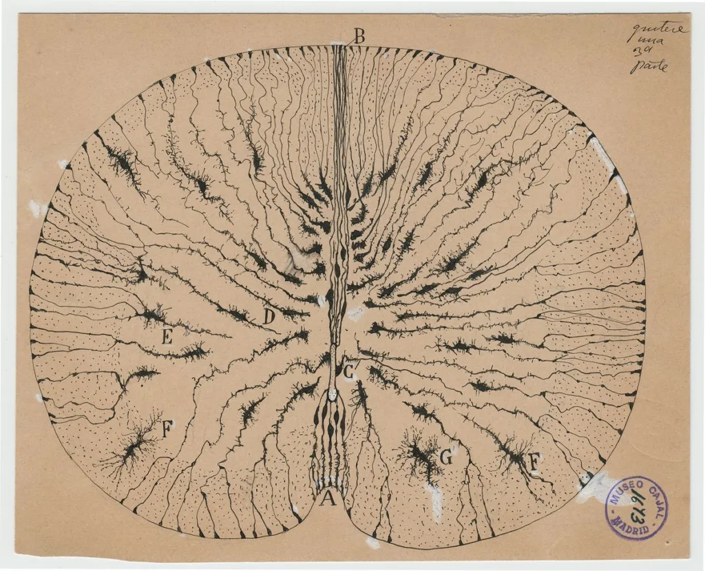 8 cajal glialcellsofthemouse 1899